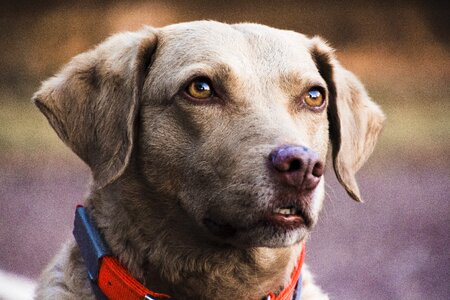 Canine cute portrait photo