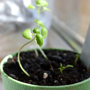 Pot black green