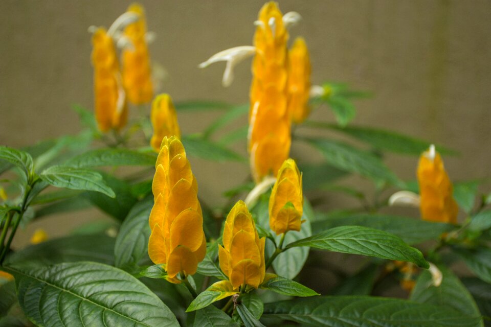 Summer flowers garden