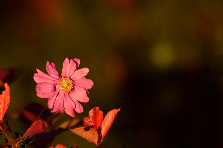 Flower bloom plant