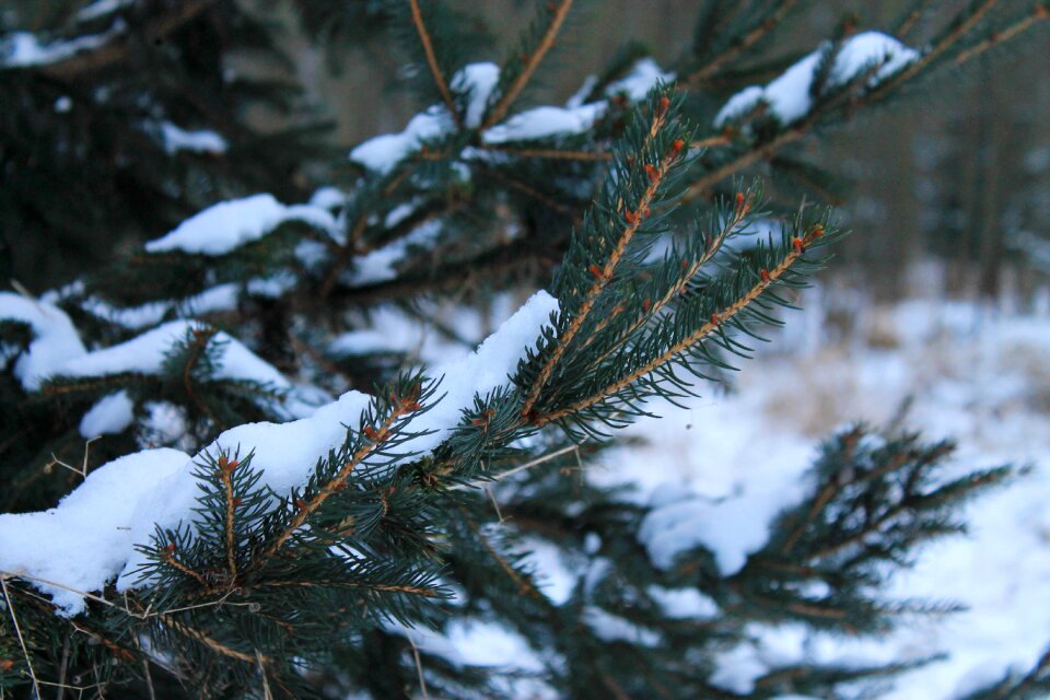 Pine winter frost