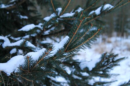 Pine winter frost photo