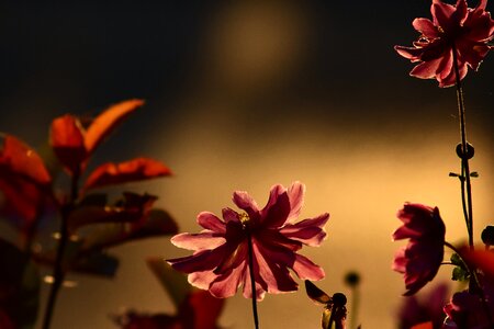 Flower bloom plant