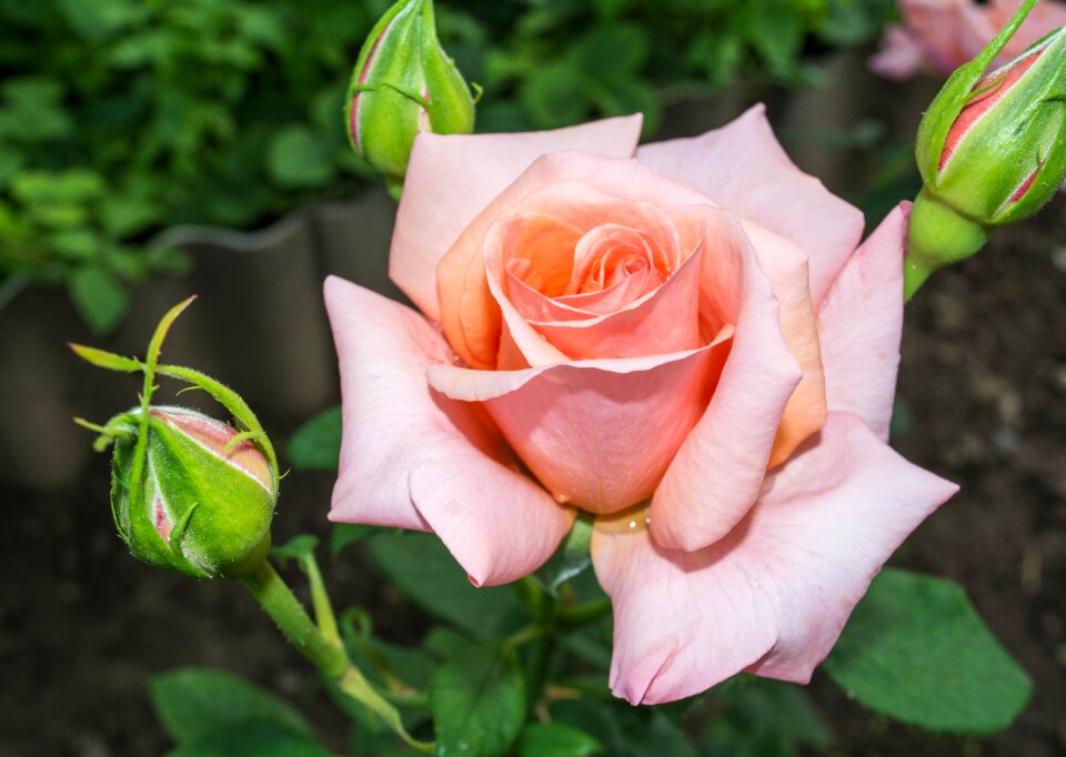 Bud beautiful flower pink roses