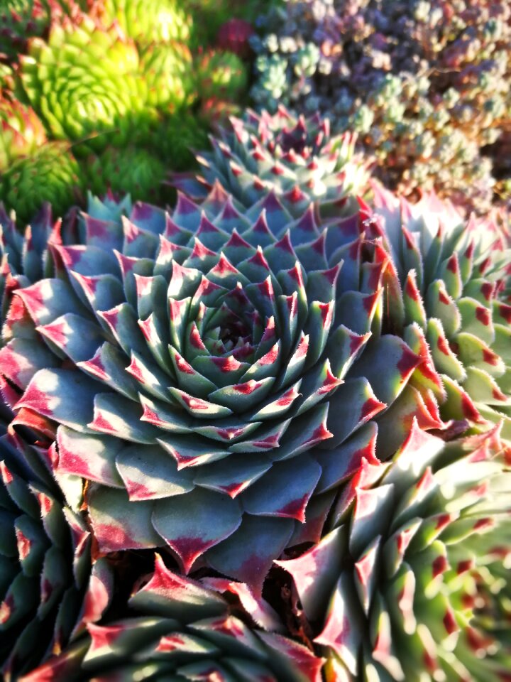 Plant plants flowers