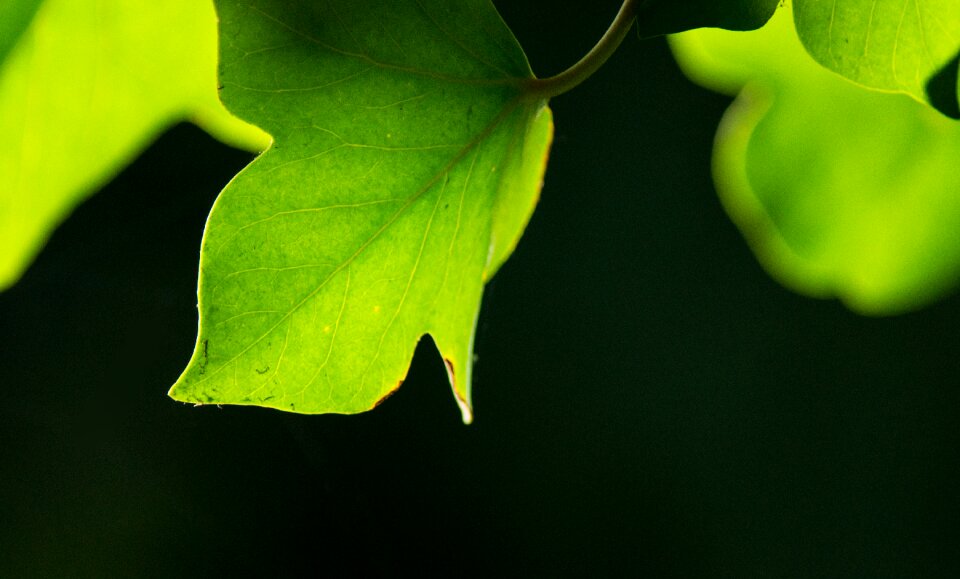 Ranke entwine plant