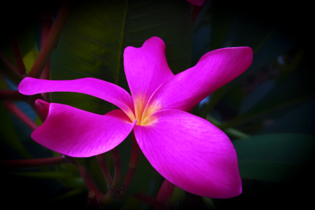 Flowers flowering bloom