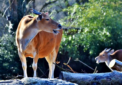 Kuhschnauze cow wild animal
