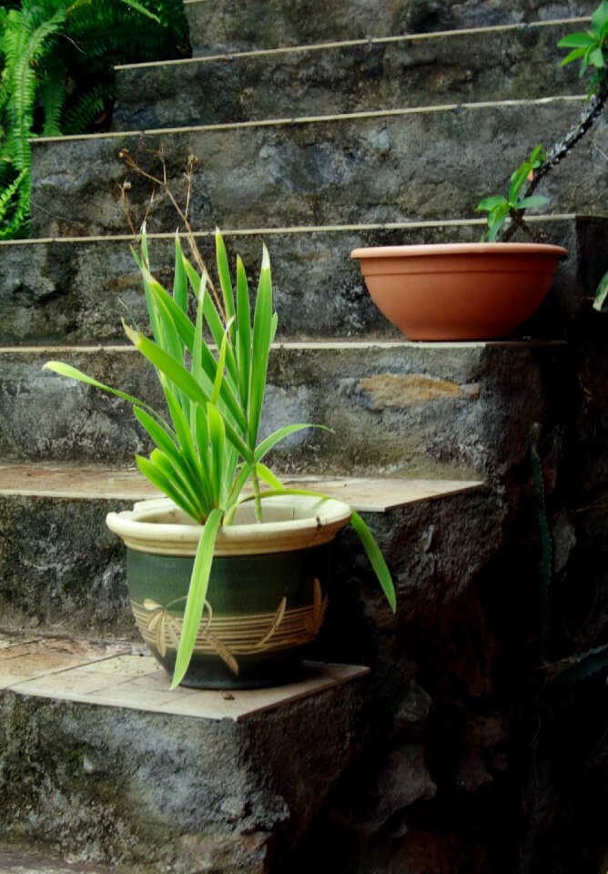 Concrete steps plants
