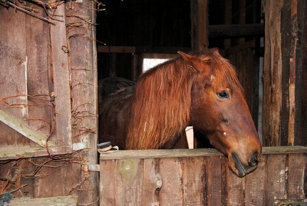 Stall animal nature