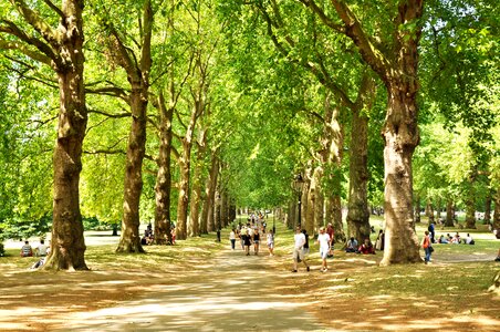 England park tree