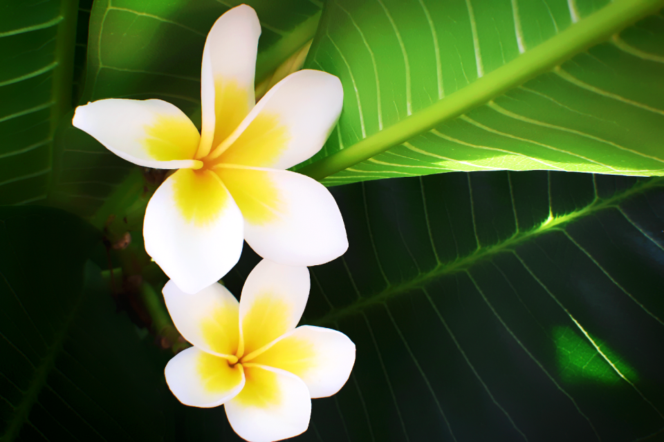Flowers flowering bloom