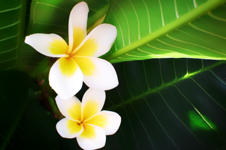 Flowers flowering bloom