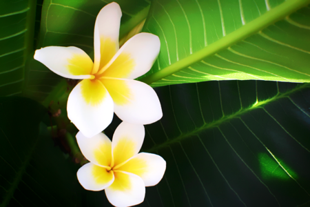 Flowers flowering bloom photo