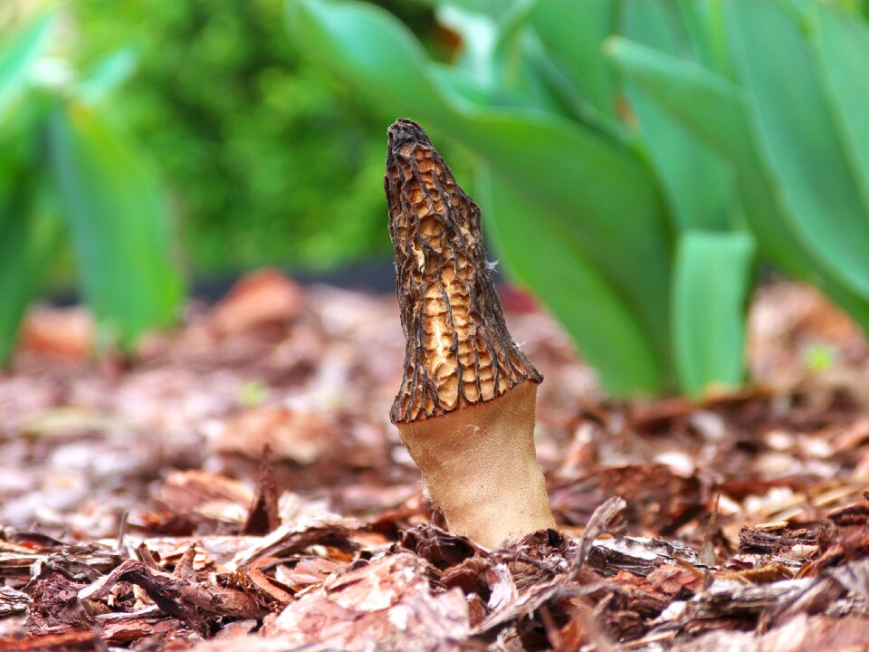 Eating mushroom morchella conica