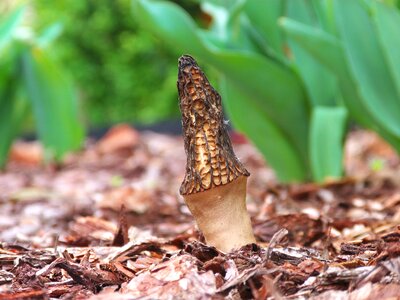 Eating mushroom morchella conica