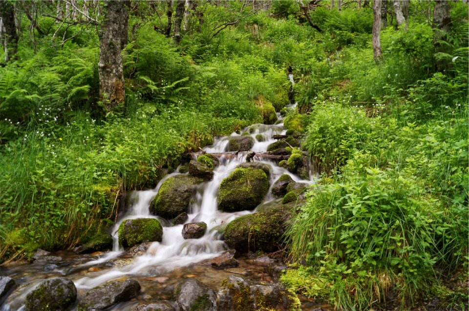 Moss plants trees