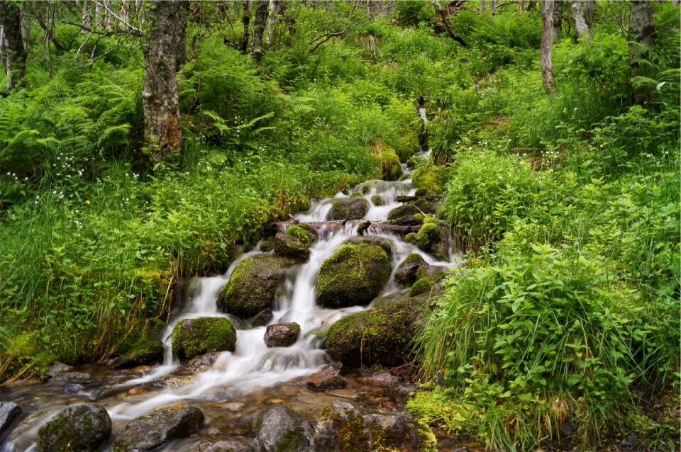 Moss plants trees photo