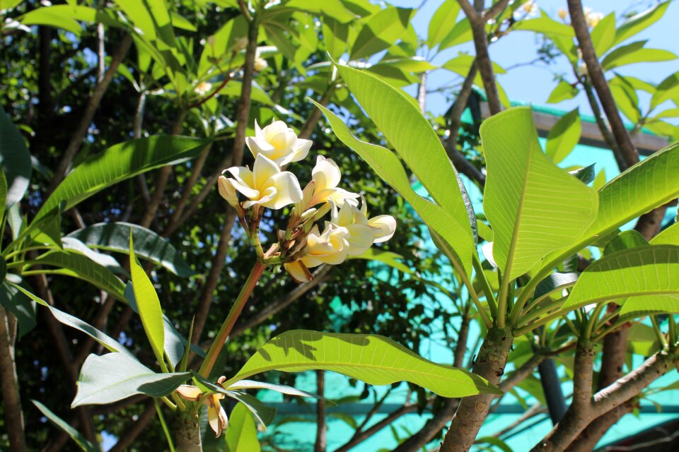 White flowers frangipani plumeria white