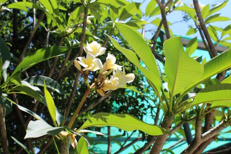 White flowers frangipani plumeria white photo