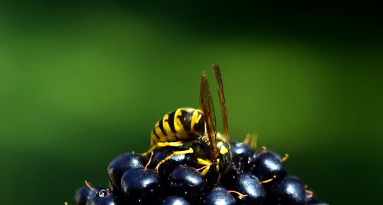 Fruit berry delicious