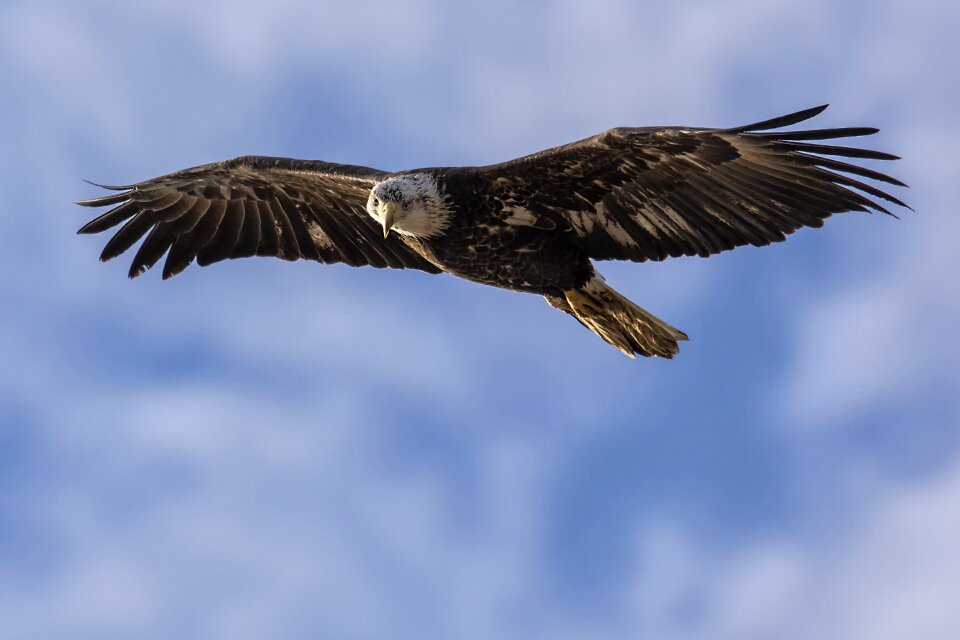 Nature outdoors eagle