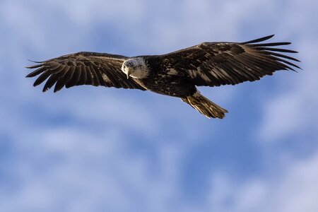 Nature outdoors eagle photo