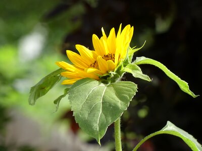 Sunflower summer plant photo