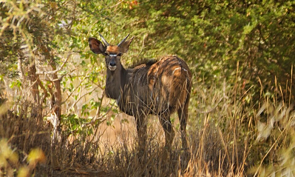 Wild animal africa wildlife