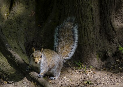 Wildlife fauna grey