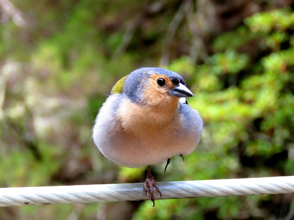 Nature birds ornithology