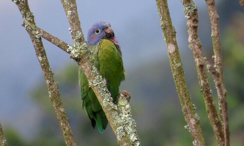 Wild life parrot perico photo