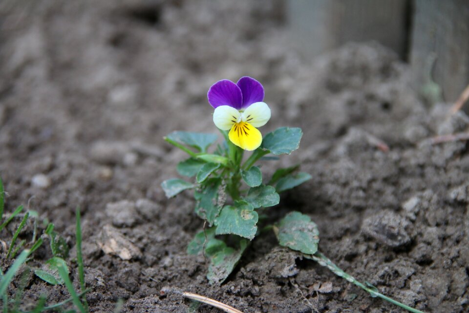 400–500 plant single flower