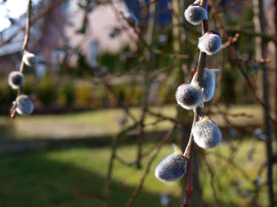 Natural nature catkin