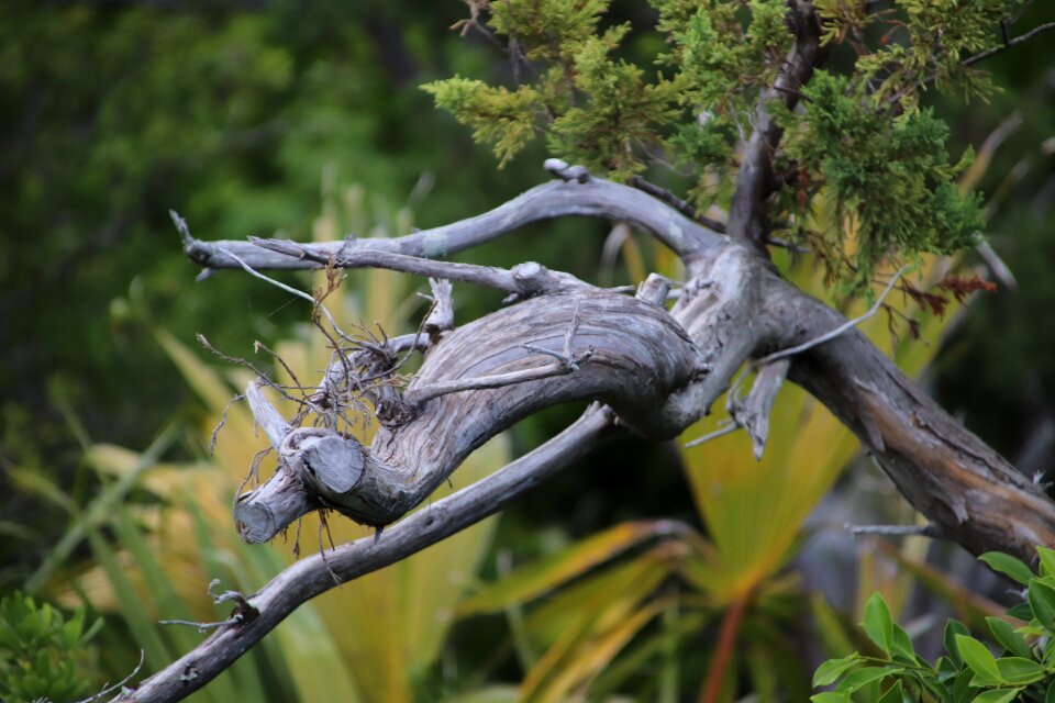 Dead branch bermuda nature