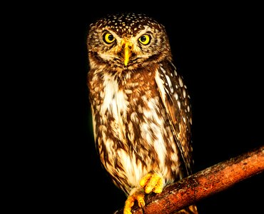 Wise wildlife black owl