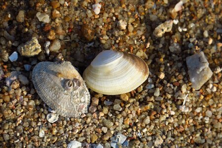Sha sea shell