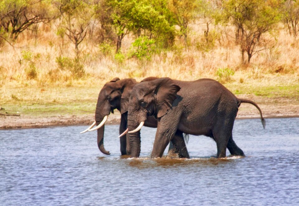 Walk companions conservation
