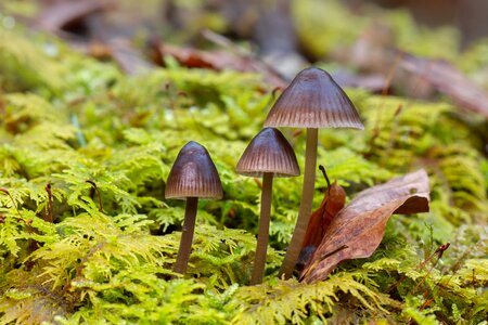 Mushrooms sponge forest