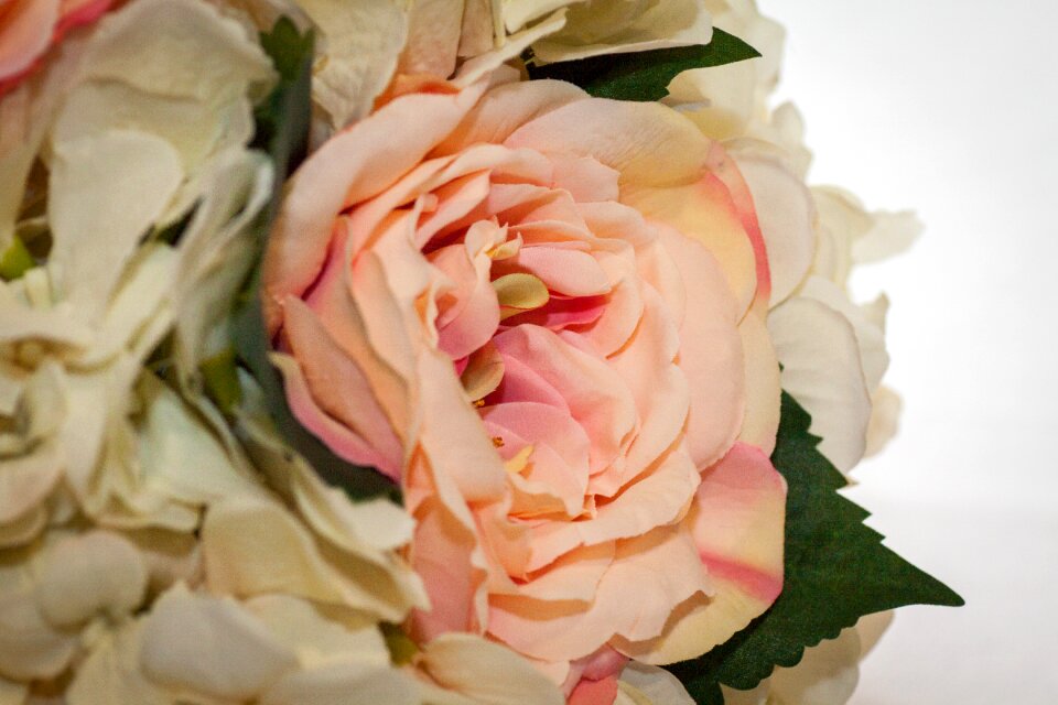 Rose pretty brown rose