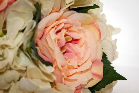 Rose pretty brown rose