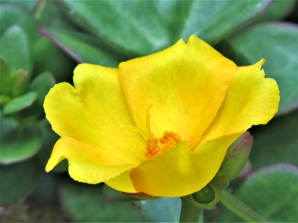 Yellow close up garden photo