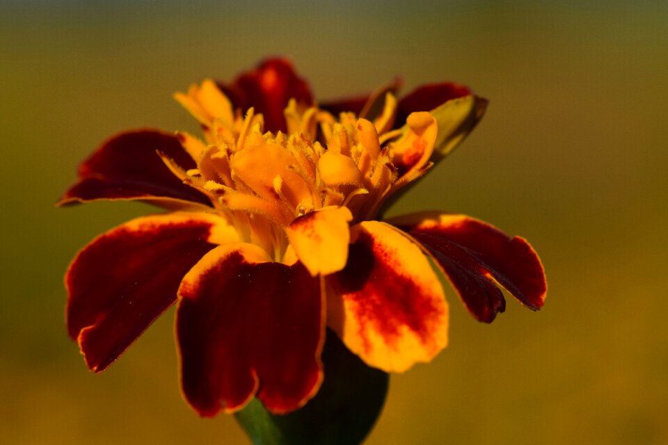 Red orange yellow