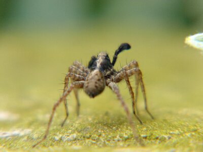 A little spider closeup photo