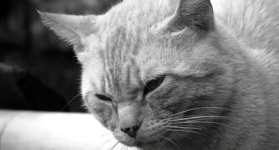 Animalia kitten portrait photo
