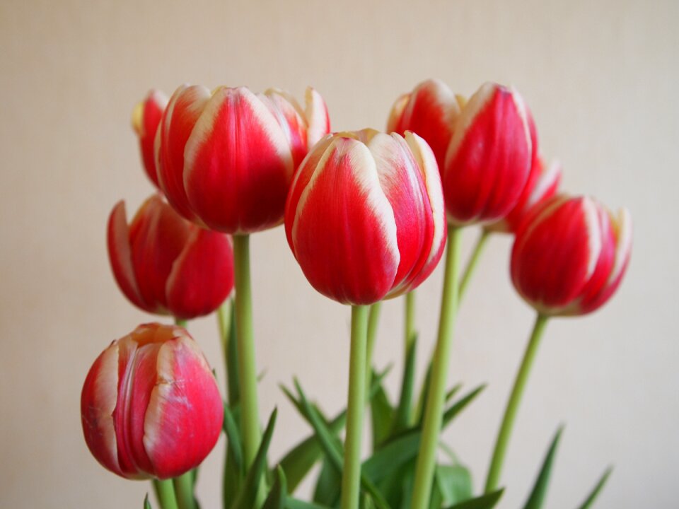 Blooming pink floral