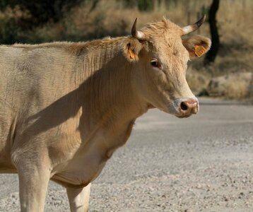 Horns agriculture madrid photo