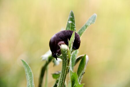Insect leaf snail