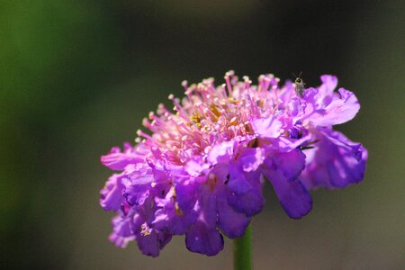 Petal garden purple flower