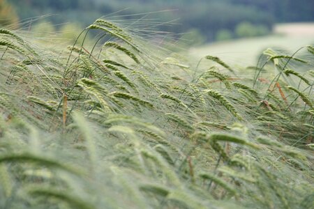Background agriculture harvest